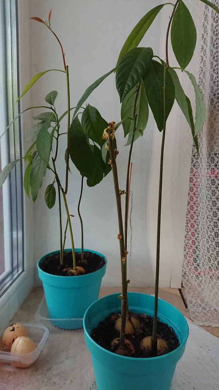 What kind of avocado? - My, Avocado, The bone sprouted, Plants, Houseplants, What's this?, Longpost