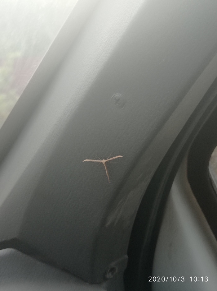 Инопланетный гость