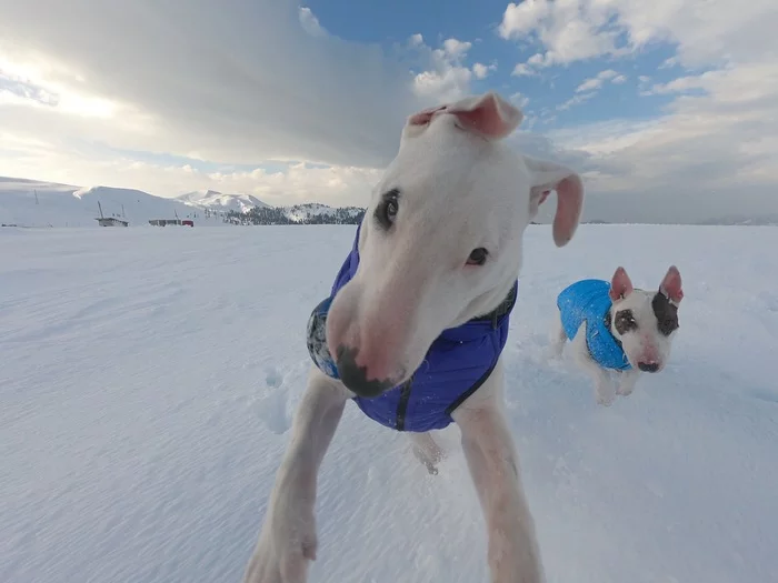 Bull Terrier Wanderer and Ugly Epilepsy - Epilepsy, Longpost, Bull terrier, Dog, Travels, My