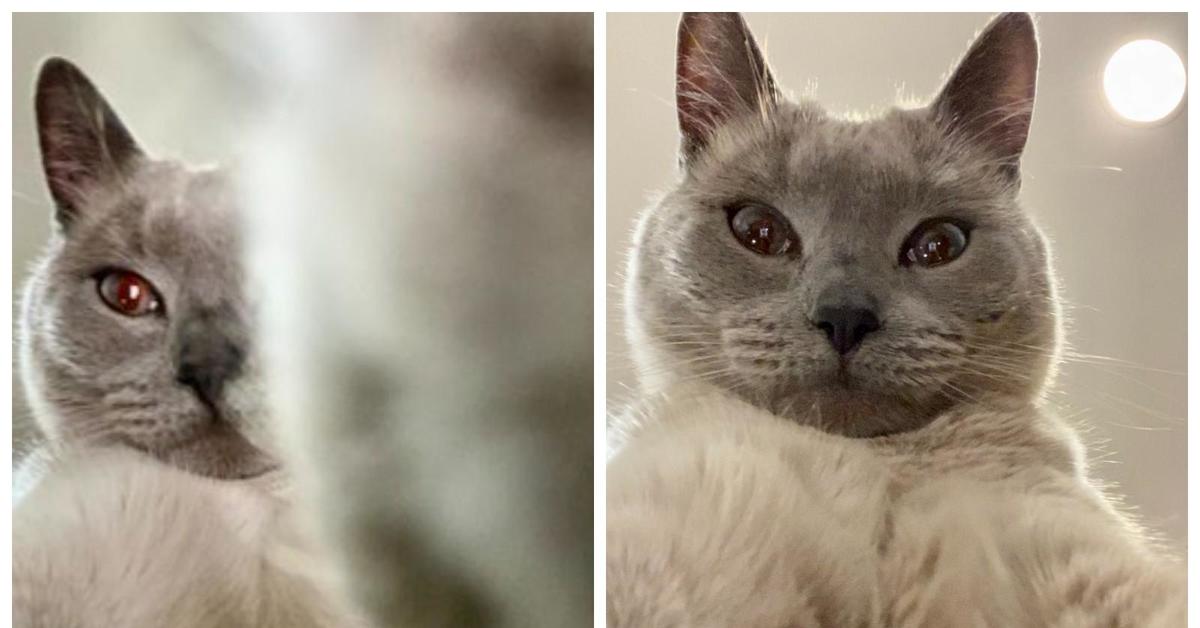 я кот в твоей мобиле