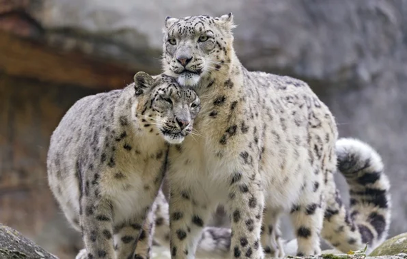 Snow Leopard: Hairy pussies are back in fashion! - wildlife, Yandex Zen, Milota, Longpost, Snow Leopard, Big cats, Cat family, Predatory animals, Wild animals, The photo