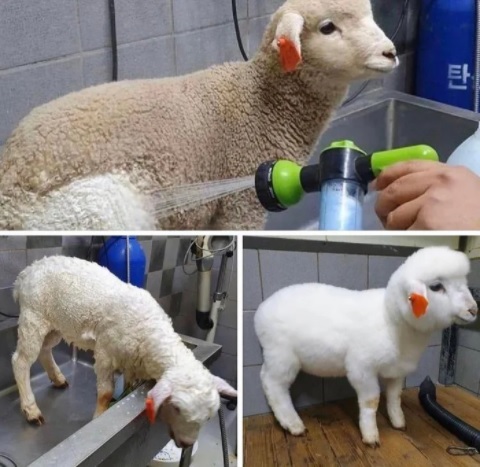 зачем нужно мыться каждый день. 1601721323137880762. зачем нужно мыться каждый день фото. зачем нужно мыться каждый день-1601721323137880762. картинка зачем нужно мыться каждый день. картинка 1601721323137880762. зачем нужно мыться каждый день. 1601721323137880762. зачем нужно мыться каждый день фото. зачем нужно мыться каждый день-1601721323137880762. картинка зачем нужно мыться каждый день. картинка 1601721323137880762.