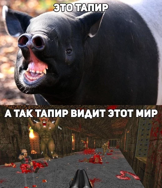 Tapir - Tapir, Doom, Humor, Similarity