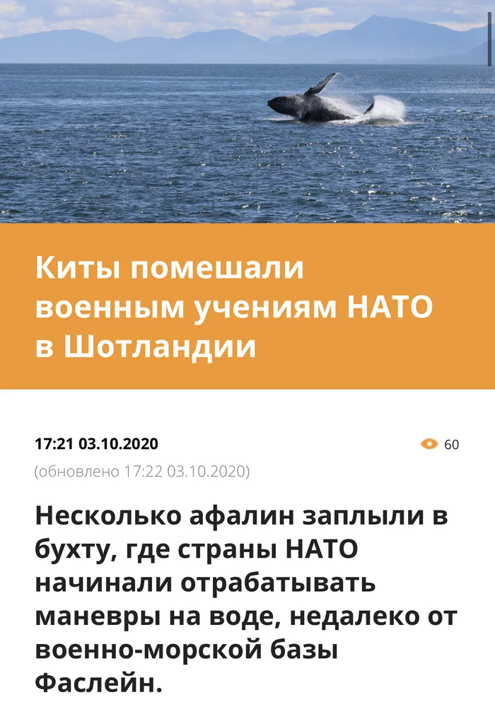 SVR special group “Whales” and personally Colonel Afalin A.M. nominated for state awards) - Humor, Whale, Bottlenose dolphin, NATO, Military training, Special services