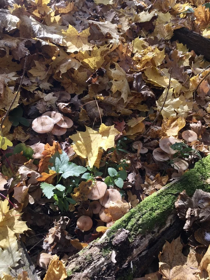 For mushrooms - My, Mushrooms, Ufa, Autumn, Longpost, Autumn leaves