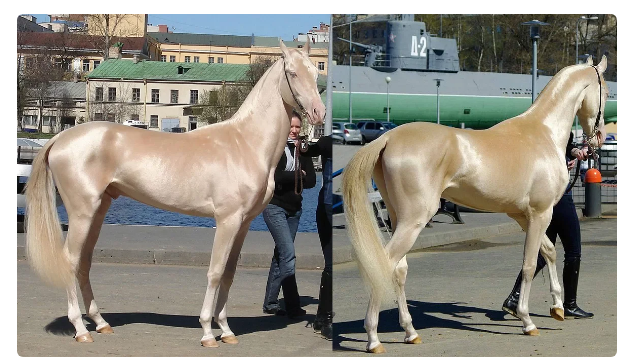 Akhal-Teke: Abilities of the “perfect” breed of horses. Why does she pretend to be ideal? - Story, Akhal-Teke, Horses, Animals, Yandex Zen, Longpost