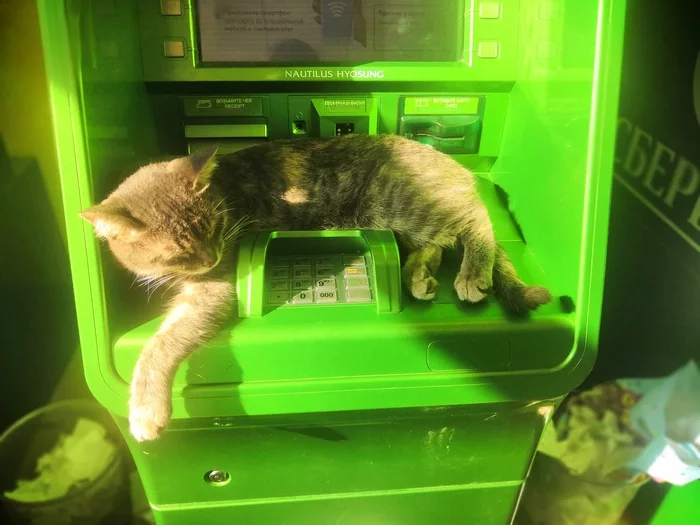 The Sberbank security service is not asleep... - Sberbank, Security, ATM, cat