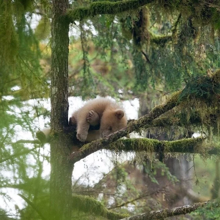 Dozed off - nap, Teddy bears, The Bears, Animals, The photo, Milota
