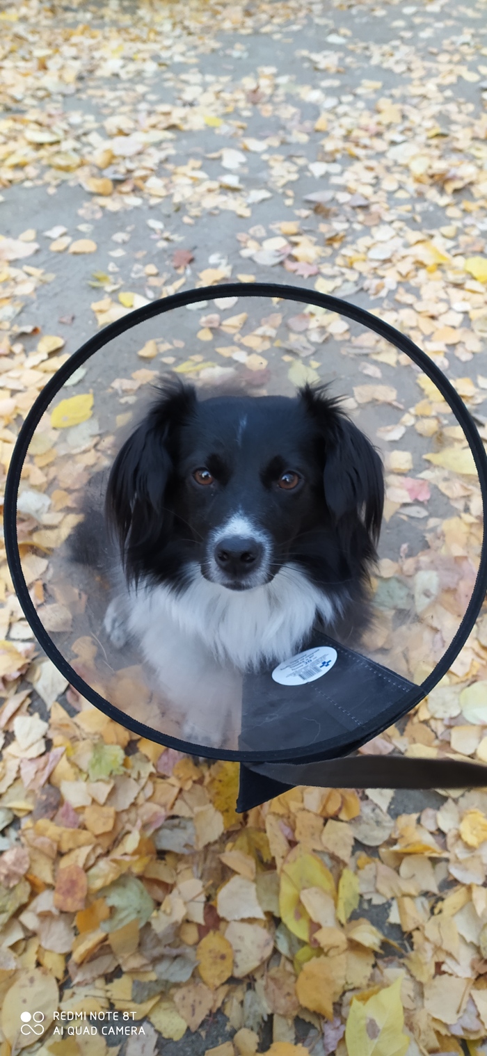 ������ �������