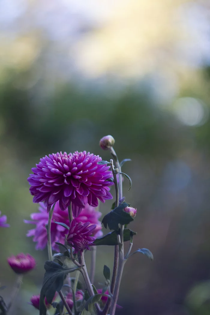 Flowers - My, The photo, Flowers, Nature, Longpost, Asters