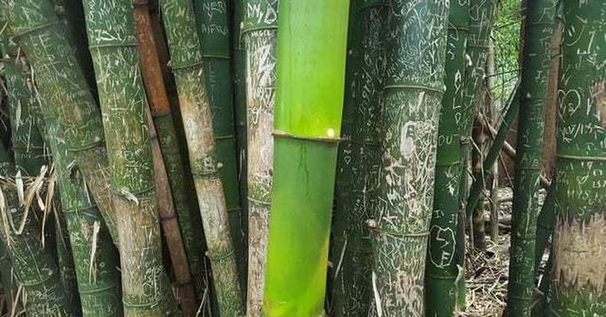 Бамбук смешные картинки