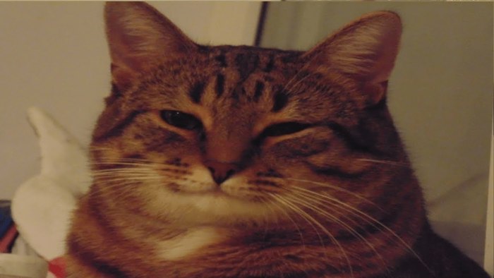 ...  ,  , , Coub
