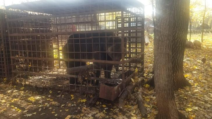 Новый поворот в медвежьей судьбе...