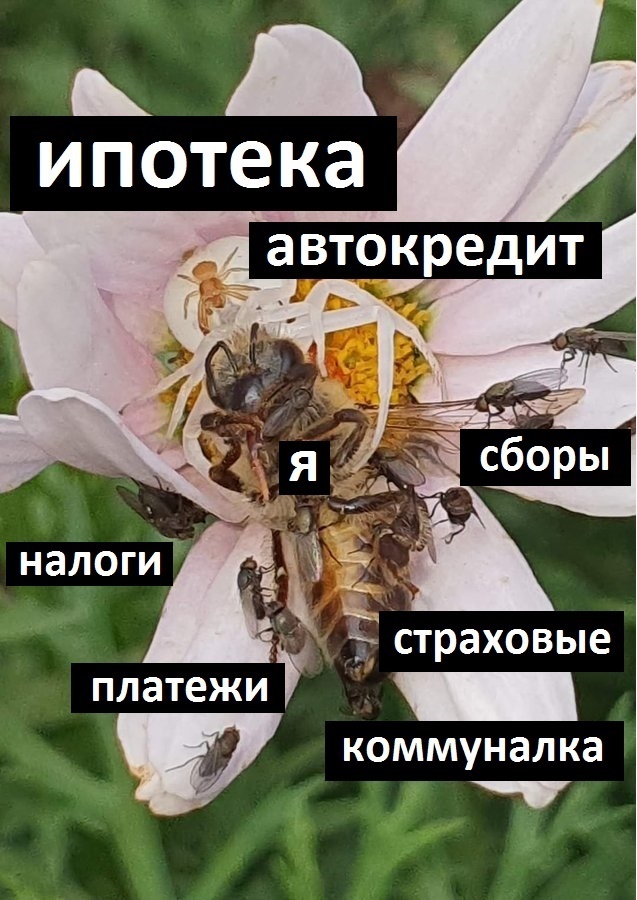 Думай своим умом пчела. Смотреть фото Думай своим умом пчела. Смотреть картинку Думай своим умом пчела. Картинка про Думай своим умом пчела. Фото Думай своим умом пчела
