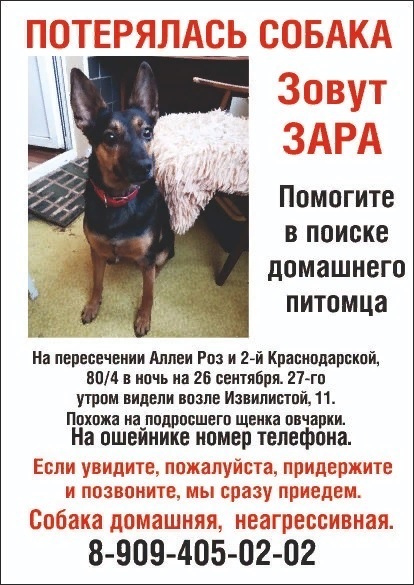 Please help, my dog ??is missing - My, The missing, Pets, The dog is missing, Dog, No rating, Rostov-on-Don, Help me find