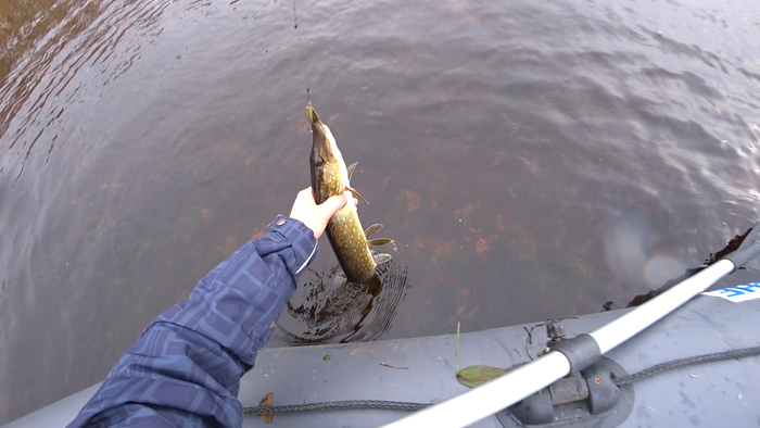 Ловля щуки в октябре Щука, Спиннинг, Осень, Рыбалка, Длиннопост