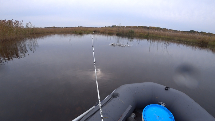 Ловля щуки в октябре Щука, Спиннинг, Осень, Рыбалка, Длиннопост
