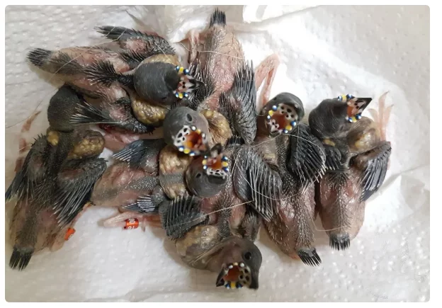 Amadina Guldana: Creepy alien chicks and their transformation into a beautiful bird - Story, Birds, Animals, Yandex Zen, Longpost, Amadines, gouldian finches