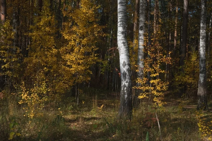 Autumn in the forest - My, The photo, Autumn