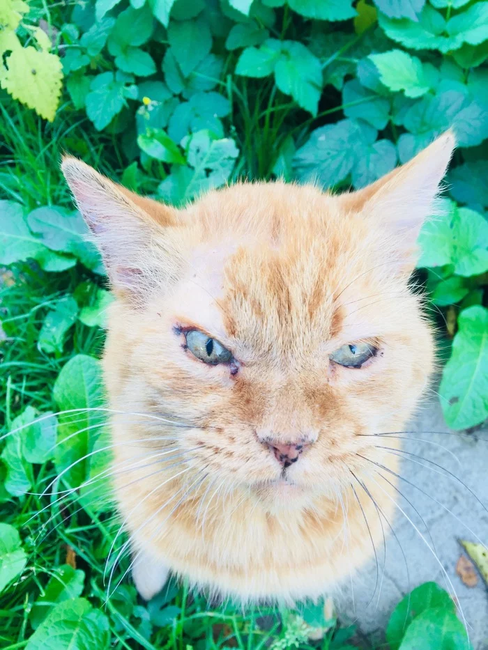 Continuation of the post “We decided to help a gentle ginger cat with an abscess. And they sailed. The cat turned out to be diabetic - My, cat, Diabetes, Animal defenders, Volunteering, Help, Vet, Veterinary, Redheads, Animal Rescue, Homeless animals, Pets, Reply to post, Longpost