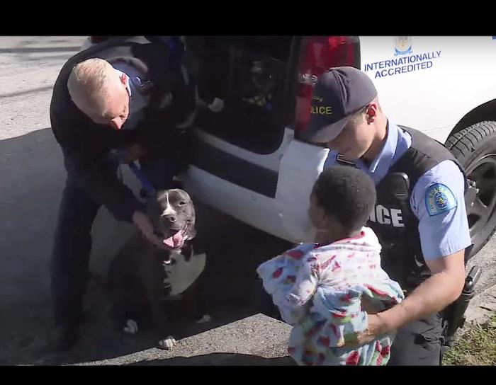 Little lost boy found on the street next to a homeless pit bull who walked beside him and protected him - The photo, USA, Children, The missing, Dog, St. Louis, news, Police, Video, Longpost