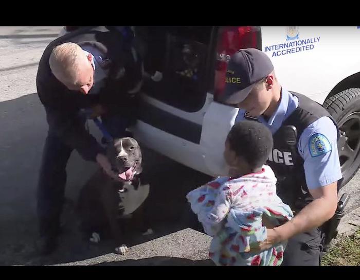 A little lost boy was found on the street next to a stray pit bull who walked next to him and protected him. - The photo, USA, Children, The missing, Dog, St. Louis, news, Police, Video, Longpost