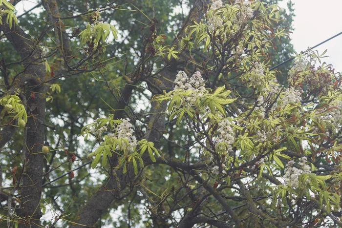 Chestnuts have bloomed in Stavropol! - My, Stavropol, Tree, Flowers, Autumn