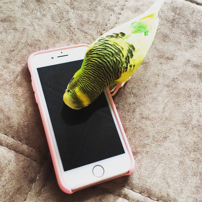 ������� � ��������