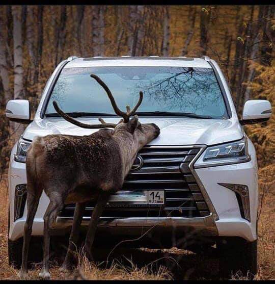 Deer on a Lexus - Deer, Lexus, Humor, The photo, Yakutia, Nature