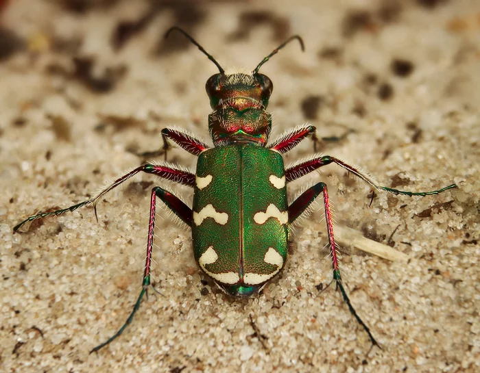 Horse. Jumped - My, Macro photography, Carabus, Horses, Sand, Insects