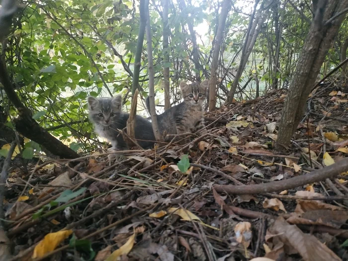 Three kittens abandoned in a Krasnodar park are looking for a home - My, Krasnodar, Animal shelter, Shelter, Kittens, Video, Longpost, cat, In good hands, No rating