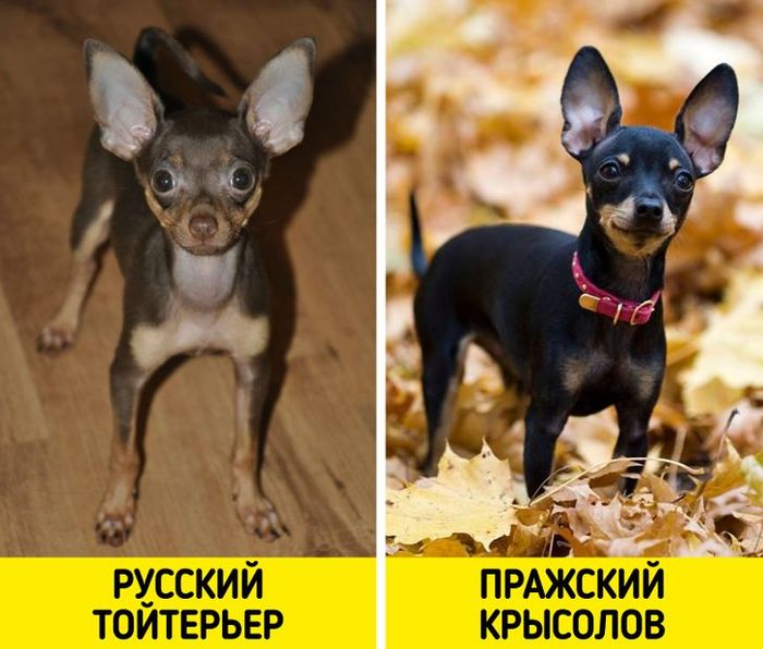 на какую породу собак похож лавров. Смотреть фото на какую породу собак похож лавров. Смотреть картинку на какую породу собак похож лавров. Картинка про на какую породу собак похож лавров. Фото на какую породу собак похож лавров