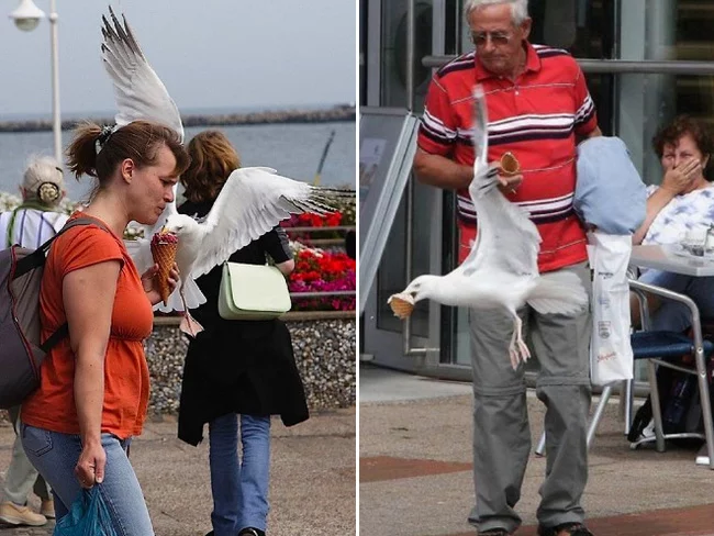 Да мне чайки на грудь... Юмор, Чайки, Мороженое, Еда, Нахальство, Внезапно, Фастфуд, Длиннопост