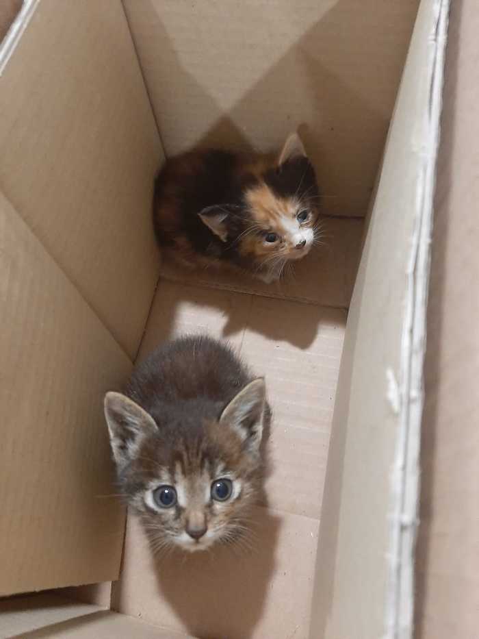 Kittens were dropped off at a factory in the forest. There is nowhere for the little ones to sleep - My, Kittens, In good hands, Saint Petersburg, Leningrad region, Help, Kindness, Homeless animals, Pets, Foundling, Pet, Animals, No rating, Video, cat