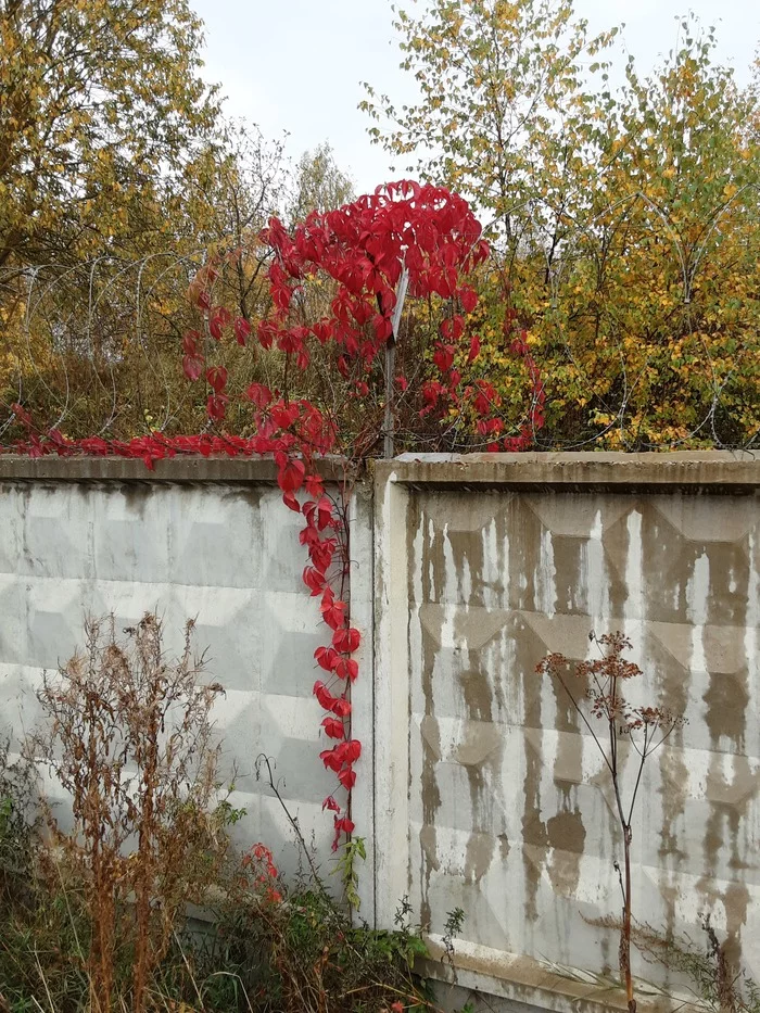 No name. I just liked it - My, The photo, Fence, Autumn leaves, Autumn