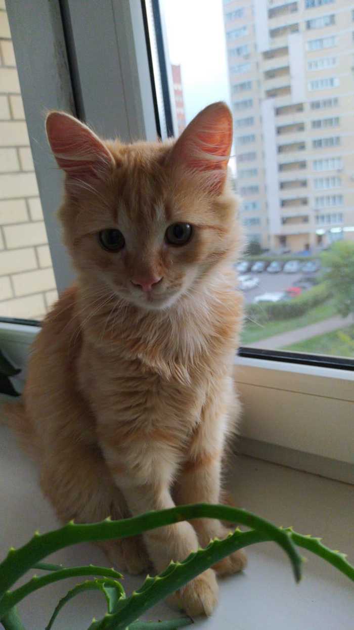 This is an atrocity, let's give the rescued kitten a home. Moscow and Moscow Region - My, No rating, In good hands, Animal Rescue, Kittens, The photo, Video, Longpost, Moscow region, Moscow, Redheads, Fluffy, cat