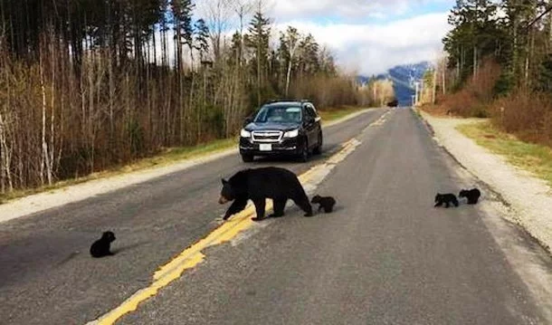 The good heart of an American policeman - The Bears, Teddy bears, Road, Road safety, US police, New Hampshire, Kindness, Wild animals, Longpost