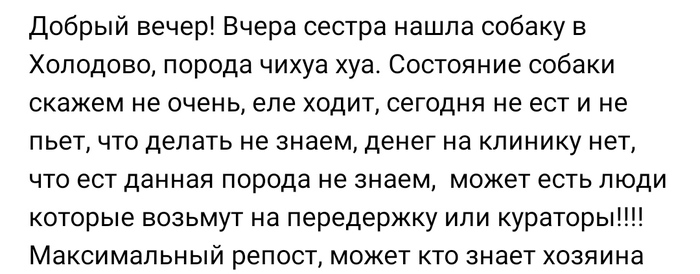 что лучше шпиц или чихуахуа. Смотреть фото что лучше шпиц или чихуахуа. Смотреть картинку что лучше шпиц или чихуахуа. Картинка про что лучше шпиц или чихуахуа. Фото что лучше шпиц или чихуахуа