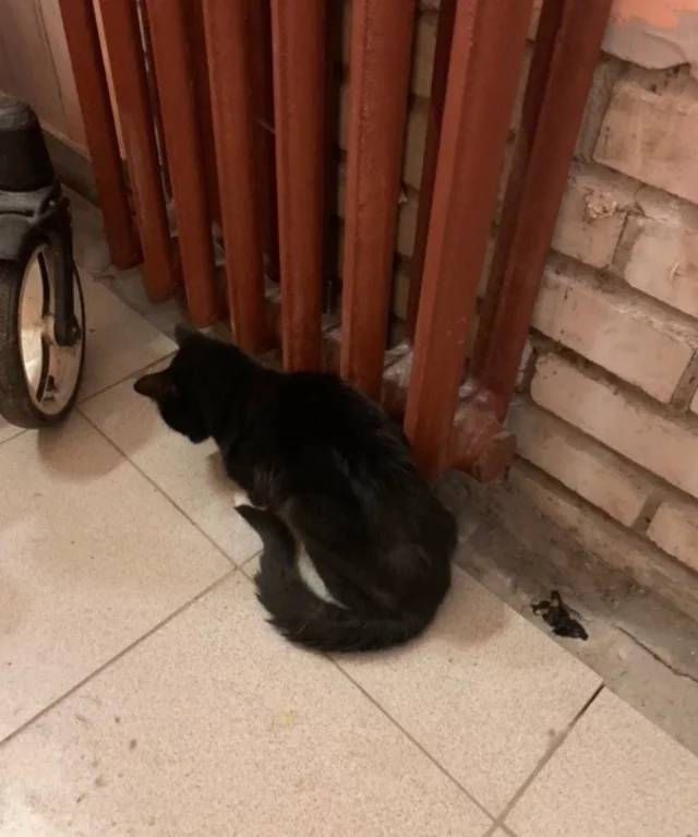 Reply to the post “The cat spent 2 weeks locked in the apartment without food or water. Now they want to throw him out into the street from the entrance.” - My, cat, Animal abuse, Homeless animals, Animal Rescue, Depletion, Dehydration, Veterinary, Video, Reply to post, Longpost, Negative