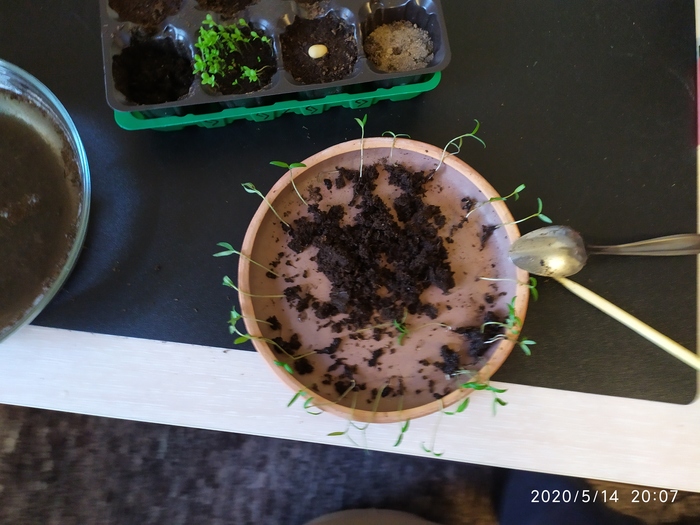 Выращиваем вкусные черри на подоконнике Помидоры, Удобрения, Огород на подоконнике, Огород, Длиннопост