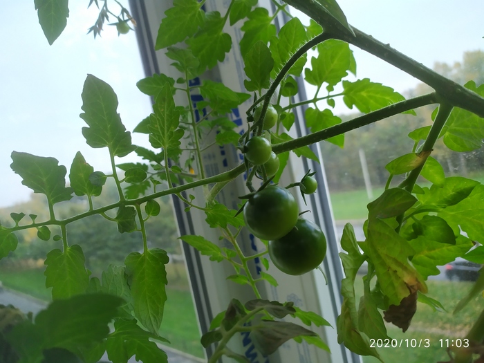 Выращиваем вкусные черри на подоконнике Помидоры, Удобрения, Огород на подоконнике, Огород, Длиннопост