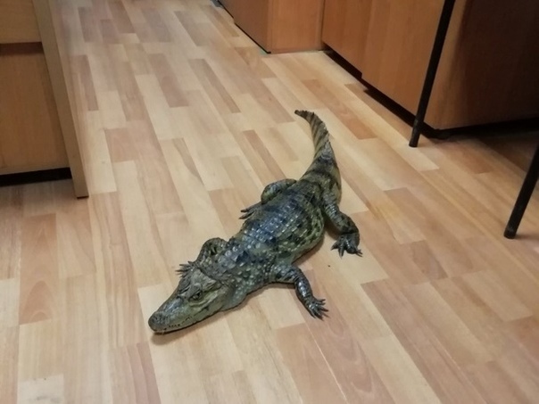 «Его друг Гоша здесь мерзнет». Вышедший по УДО мужчина пришел в полицию с крокодилом