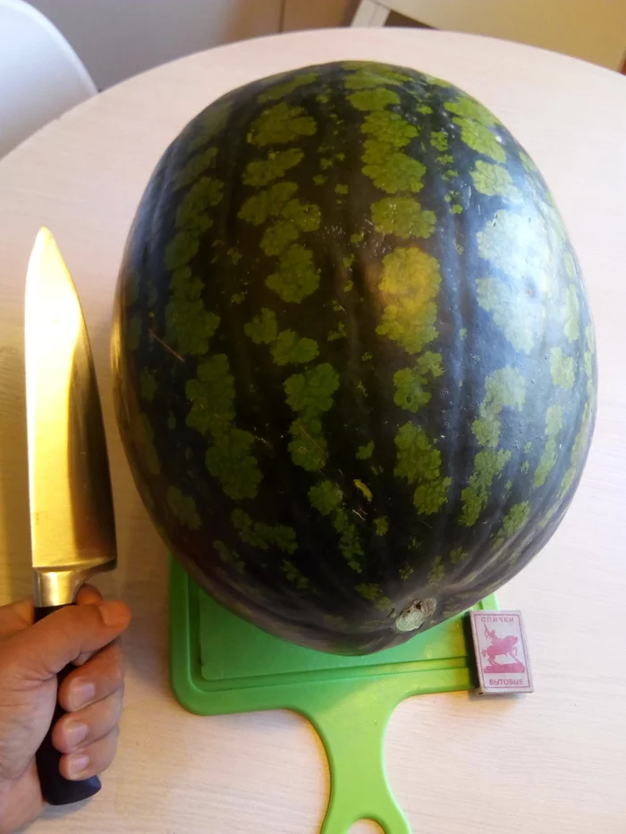 Closed the berry season with a 13-kilogram berry - My, Berries, Watermelon, watermelon season, Closing the season