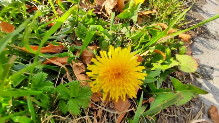 Reply to the post “Mr. Dandelion doesn’t care if it’s October. He’s one of those who loves life.” - My, Dandelion, October, Autumn, Autumn leaves, Flowers