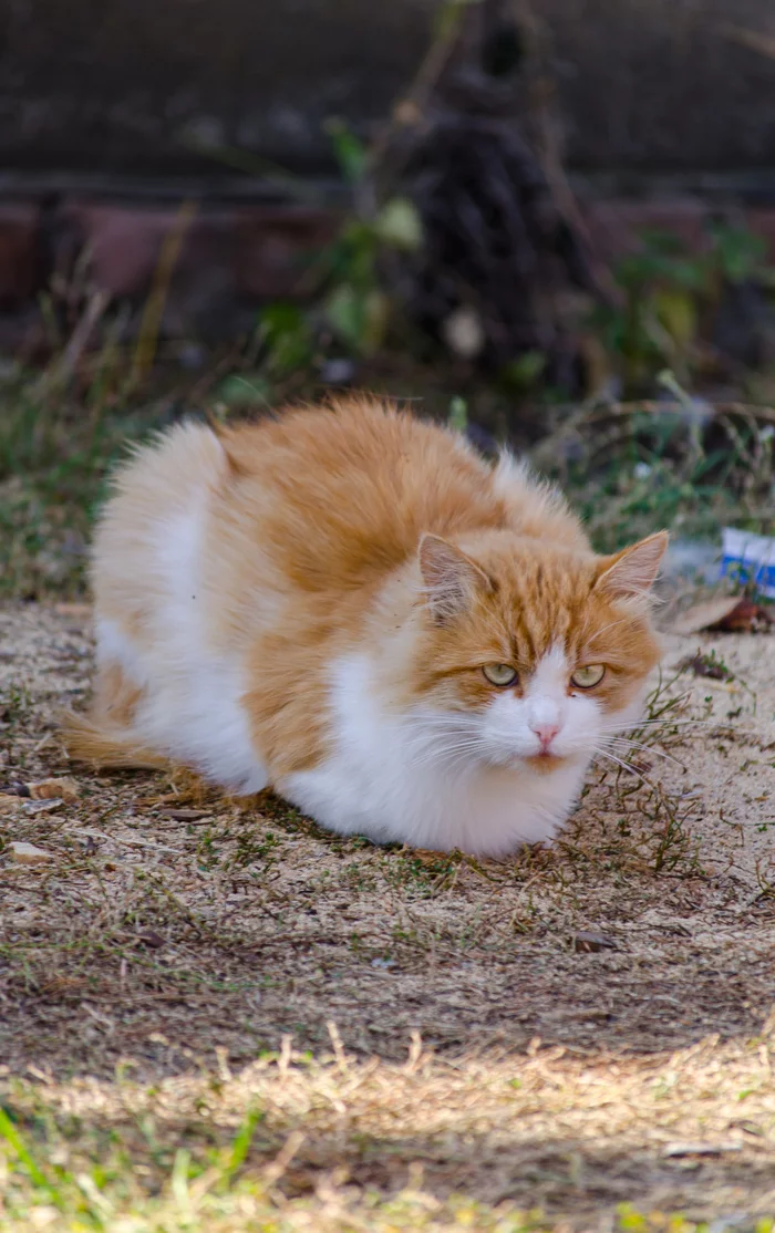 Рыжая наглая морда)) - Моё, Кот, Nikon d5100, Nikon, Фотография