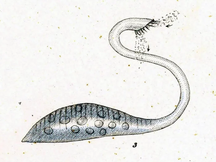 Microscopic Loch Ness monster - Lacrymaria olor - The science, Unicellular, Ciliates, Scotland, Loch Ness, Supernatural, Video, Longpost