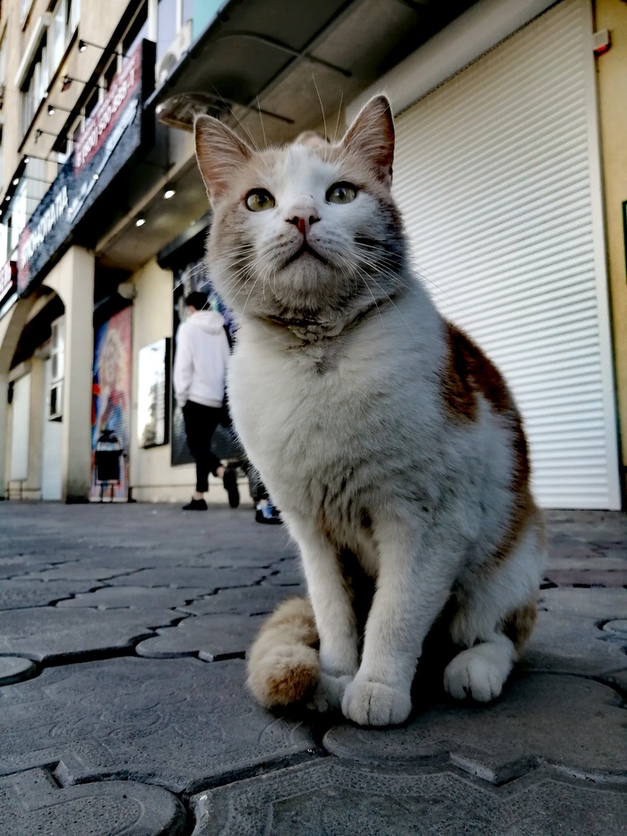 Уличный бандит