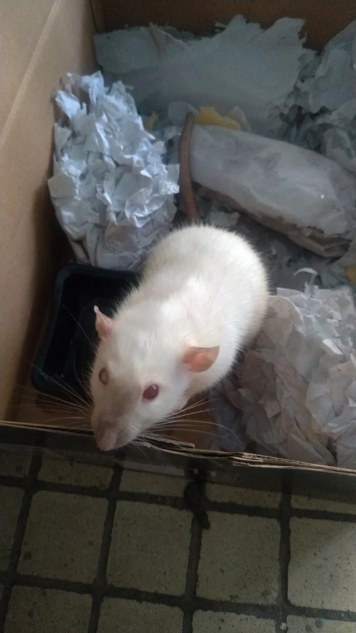 Save the rat - My, Animal Rescue, Save, Rat, Why live like this