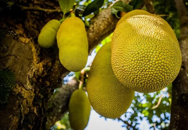 Jackfruit, durian and other delicacies - My, Фрукты, Vacation, Yummy, Durian, Jackfruit, Longpost