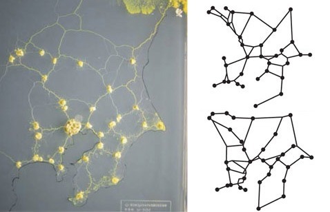 Mold reproduces a map of the Tokyo railway - Mushrooms, Mycology, Experience, The science, Video, Longpost